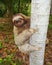 Funny three-toed sloth climbing tree trunk