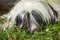 Funny Tibetan Terrier dog is lying in the grass