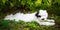 Funny Tibetan Terrier puppy is lying in the grass