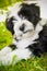 Funny Tibetan Terrier puppy is lying in the grass