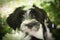 Funny Tibetan Terrier puppy is sitting on nature