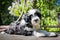 Funny Tibetan Terrier puppy is sitting at the table