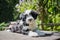 Funny Tibetan Terrier puppy is sitting on the table