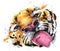Funny tiger watercolor hand drawn illustration.