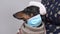 Funny tired dachshund in warm sweater and Santa hat with incorrectly worn protective medical mask on chin slowly covers