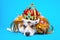 Funny tired welsh corgi pembroke or cardigan dog in red wig, gold crown decorated with gems and in royal robe sleeps on blue