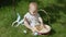 Funny toddler boy sit green grass put colourful easter eggs into basket