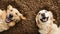 Funny top view of two happy golden retriever dogs happy and looking at camera lying over a pile of dog dry food