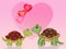 Funny tortoises in love