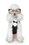 Funny Toy Poodle in a tuxedo and glasses