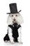 Funny Toy Poodle in a tuxedo and hat