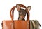 Funny toy Terrier puppy sitting in a women`s handbag