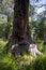 A funny tree face in a Valley of the Ancients