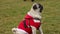 Funny trick dog waiting for master\'s command, nice wrinkly pug jumping in lawn