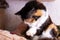 Funny tricolor cat at home, closeup portrait