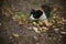 Funny tricolor cat hunts in summer garden