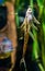 Funny twig catfish sucking on the glass of the aquarium, popular pet, tropical fish from the rivers of Mexico