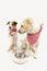 FUNNY TWO DOGS BEGGING FOOD. LABRADOR AND JACK RUSSELL WAITING FOR EAT WITH A EMPTY BOWL. STANDING ON TWO HIND LEGS. DRESSED WITH