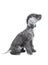 Funny two month old Bedlington Terrier puppy with its tongue hanging out looks up