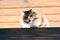 Funny ugly furry cat sitting on the wooden bench waiting for the spring