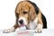 Funny upset beagle dog received document denied