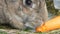 Funny very big gray rabbit chewing or eats carrots. Easter concept