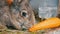 Funny very big gray rabbit chewing or eats carrots. Easter concept