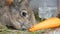 Funny very big gray rabbit chewing or eats large carrots. Easter concept
