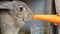 Funny very big gray rabbit chewing or eats large carrots. Easter concept