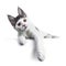 Funny and very expressive white with blue maine coon cat kitten laying down with head tilted and paws hanging over edge, looking c