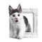 Funny and very expressive white with blue maine coon cat kitten standing through a white photo frame looking very surprised with o