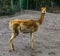 Funny vicuna looking in the camera, mountain animal from the Andes of Peru, Specie related to the camel and alpaca