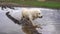 Funny video - a beautiful thoroughbred dog with joy lying in a muddy puddle