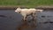 Funny video - a beautiful thoroughbred dog with joy lying in a muddy puddle