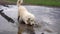 Funny video - a beautiful thoroughbred dog with joy lying in a muddy puddle