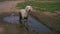 Funny video - a beautiful thoroughbred dog with joy in a muddy puddle