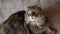 Funny video of Norwegian Forest Cat curiously looking at camera