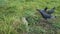 Funny video. Pigeons near the gopher hole. The gopher carefully looks around and runs at the pigeon, scaring the bird. Wild animal