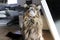 Funny view from a pretty brown-black-beige Maine Coon tomcat