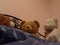 Funny view of three teddy bears talking on a bed