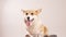 Funny welsh corgi dog isolated on white background.