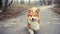 Funny welsh corgi fluffy dog walking outdoors a