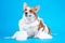 Funny welsh corgi pembroke dog puppy,  is playing with a roll of white toilet paper, isolated on blue background. Sticks out his