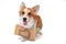 Funny welsh corgi pembroke dog shows tongue playfully with cardboard sign hanging around its neck with painted symbol of