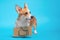 Funny welsh corgi pembroke dog shows tongue playfully wearing cardboard sign hanging around its neck with painted symbol