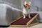 A funny welsh corgi pembroke dog, sits on a home ramp. Safe of back health in a small dog