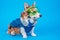 Funny welsh corgi pembroke in hazmat suit with respiratory protective mask and a safety plastic glasses stands on blue