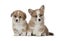Funny Welsh Corgi Pembroke puppy with mom