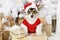 Funny Welsh Corgi Pembroke puppy in a Santa costume