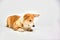 Funny Welsh Corgi pembroke in studio in front of a white background. Love pets